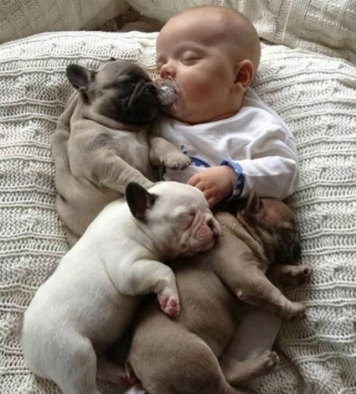 Imágenes De Niños y Sus Mascotas Bebé y pug dormidos