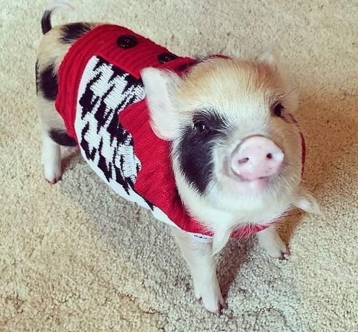 Mascotas En Invierno cerdito con suéter