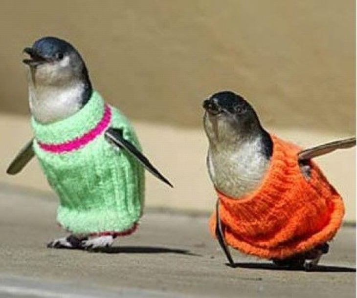 Mascotas En Invierno pingüinos con suéter