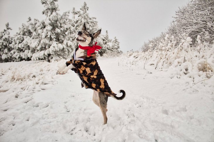 Mascotas En Invierno perrito saltando sobre la nieve