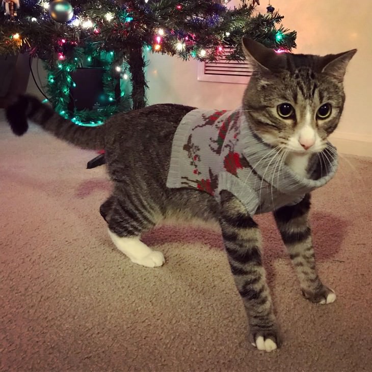 Mascotas En Invierno Gatito con suéter en el árbol de Navidad