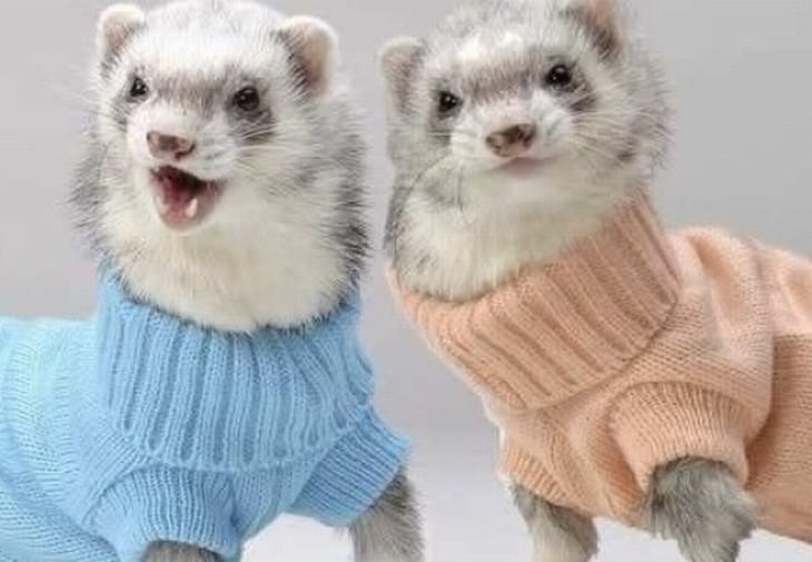 Mascotas En Invierno dos hurones con suéter