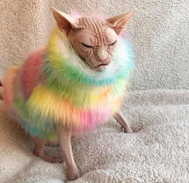 Mascotas En Invierno gato Sphynx con suéter