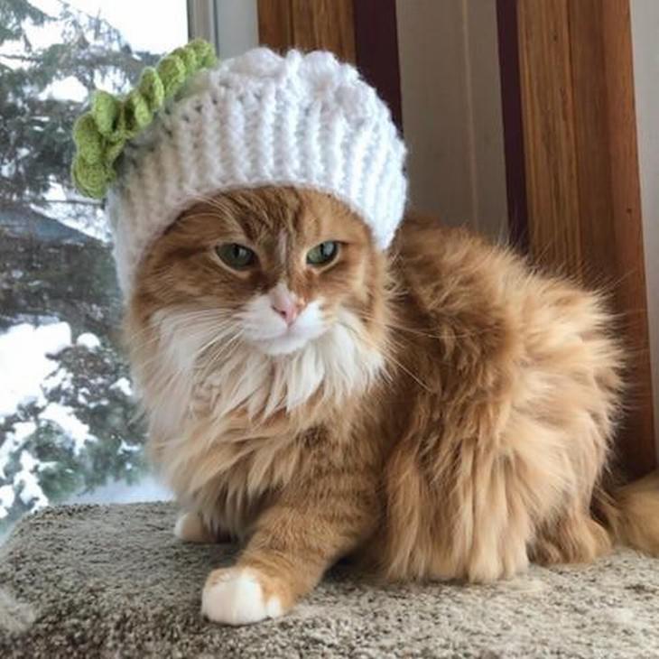 Mascotas En Invierno gato con sombrero blanco de invierno