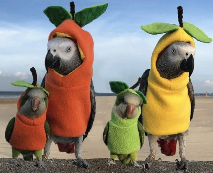 Mascotas En Invierno periquitos en familia vestidos como vegetales