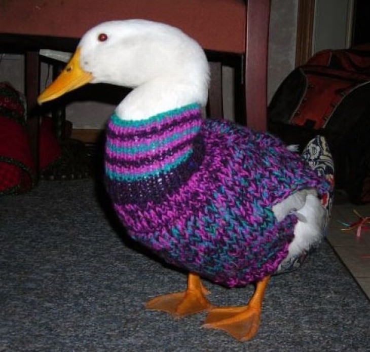 Mascotas En Invierno pato con suéter