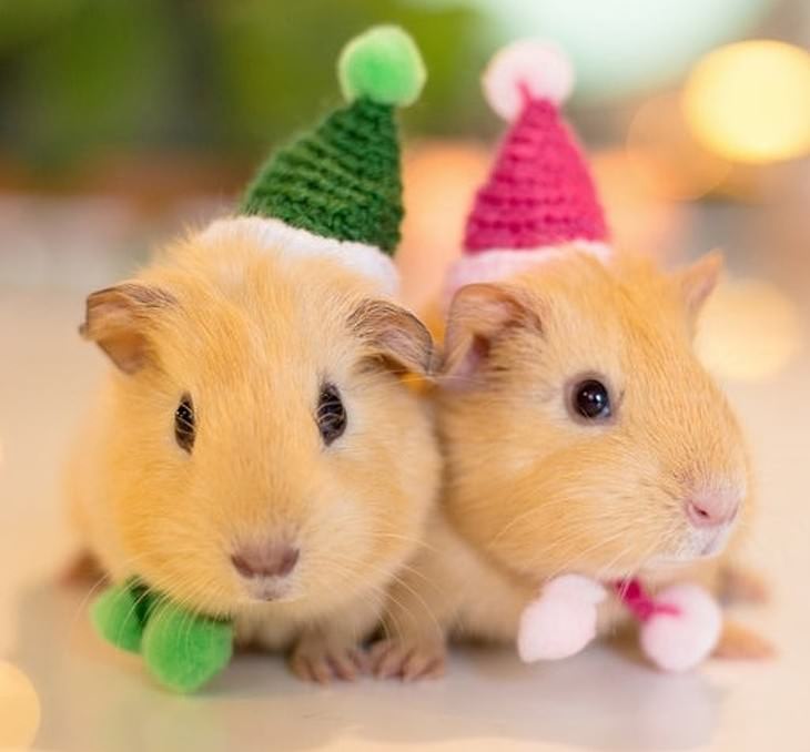 Mascotas En Invierno Hamster con gorros