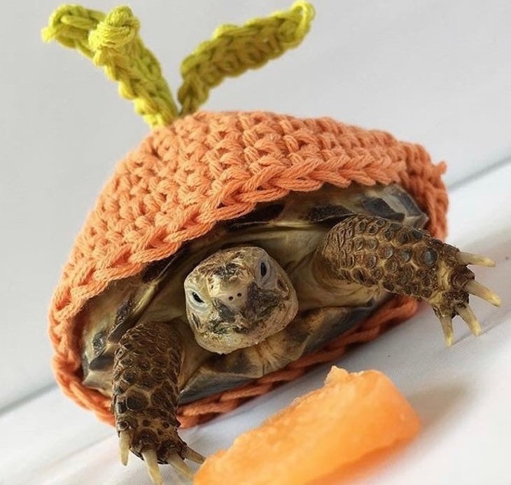 Mascotas En Invierno tortuga con suéter tejido