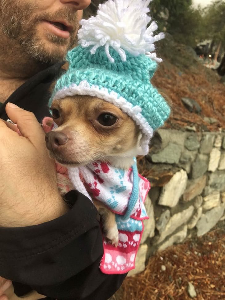 Mascotas En Invierno perrito con gorro y suéter