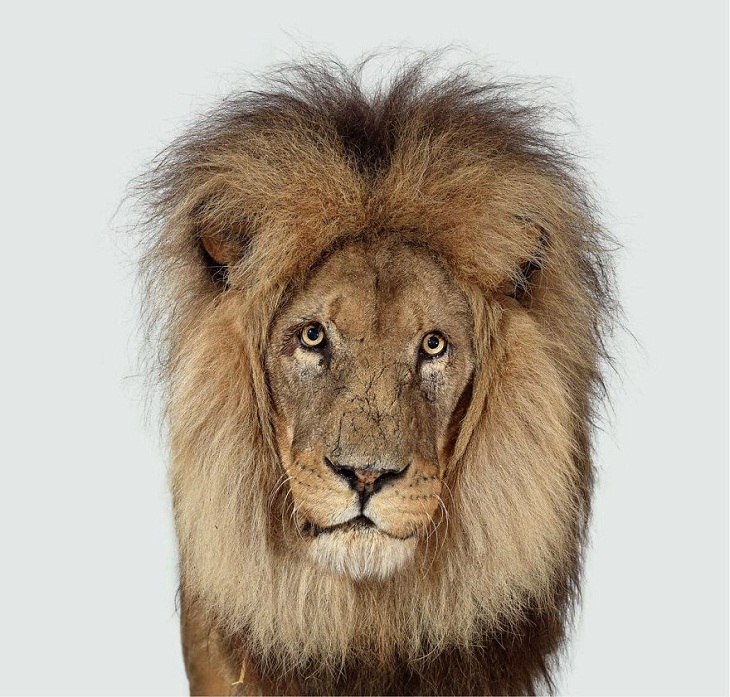 Imágenes Felinos Manzi, el león africano