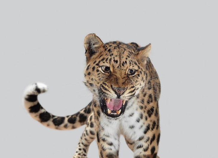 Imágenes Felinos Xizi, el leopardo de Amur rugiendo