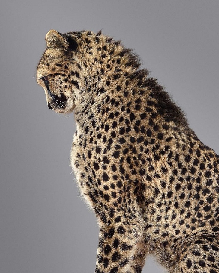 Imágenes Felinos  Keene, el guepardo posando