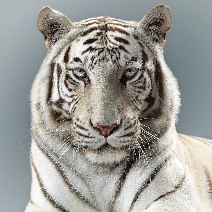 Imágenes Felinos Narnia, la tigresa blanca