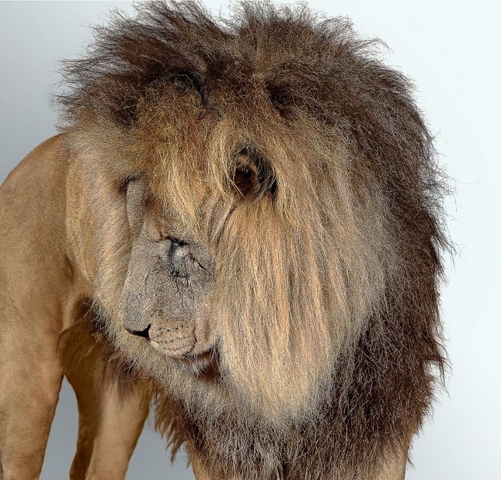 Imágenes Felinos  Manzi, el león africano apenado