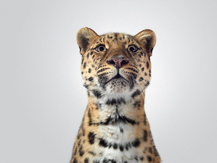 Imágenes Felinos Xizi, el leopardo de Amur posando