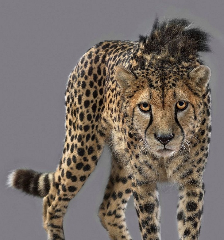 Imágenes Felinos  Bajrami, el guepardo