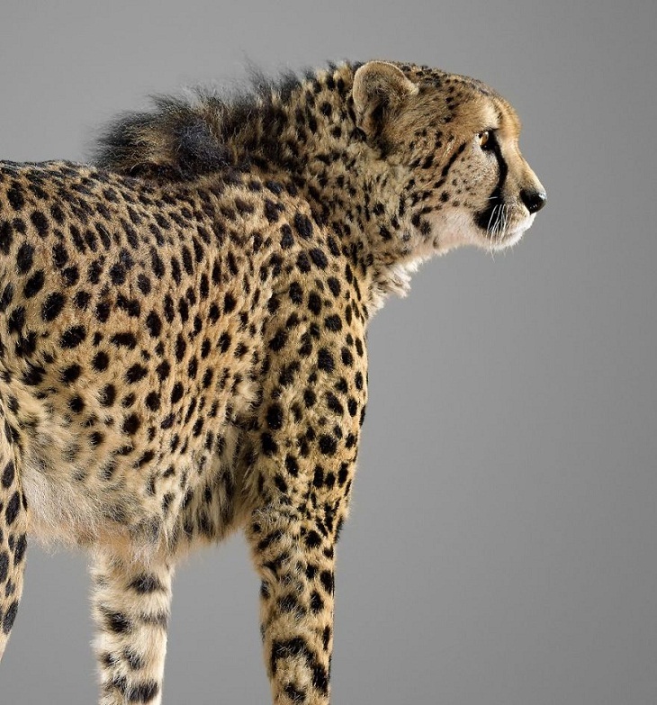 Imágenes Felinos Bajrami, el guepardo posando