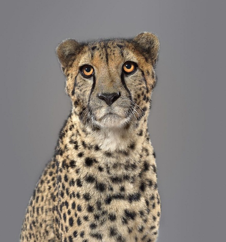 Imágenes Felinos Keene, el guepardo 