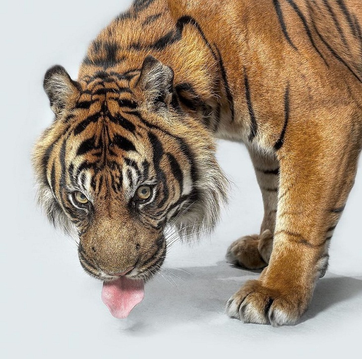 Imágenes Felinos Nias, el tigre de Sumatra bebiendo agua