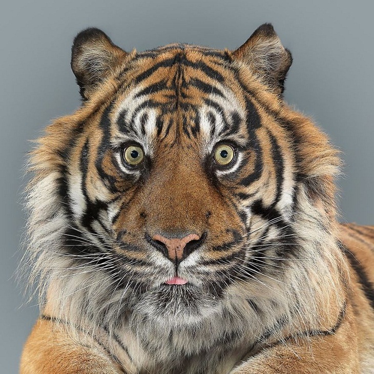 Imágenes Felinos Nias, el tigre de Sumatra posando
