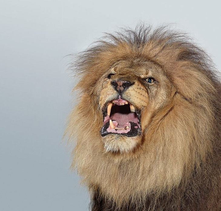 Imágenes Felinos  Manzi, el león africano rugiendo