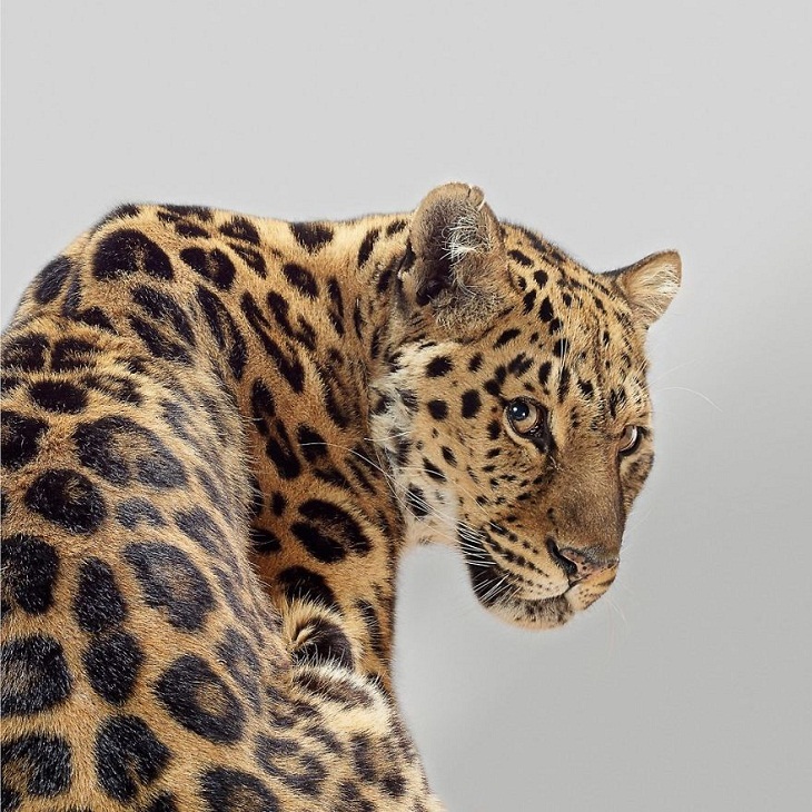 Imágenes Felinos Xizi, el leopardo de Amur