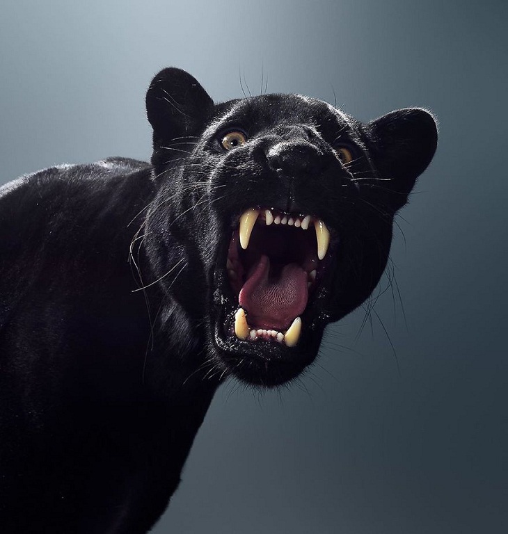 Imágenes Felinos Maya el jaguar negro rugiendo