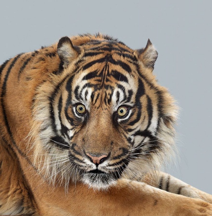 Imágenes Felinos Nias, el tigre de Sumatra