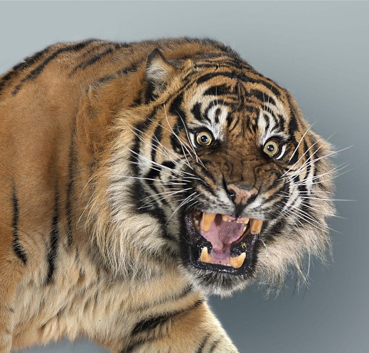Imágenes Felinos Nias, el tigre de Sumatra rugiendo