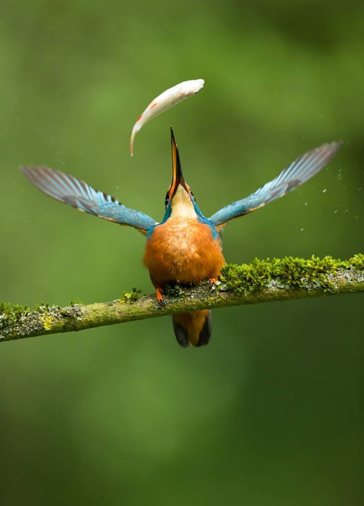 Fotos De Aves ave comiendo un pez