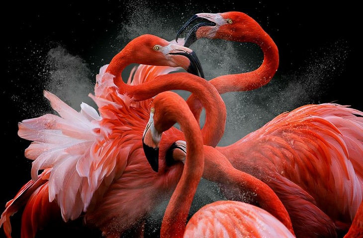 Fotos De Aves Flamingos Black Friday