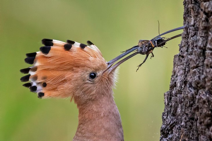Fotos De Aves abubilla con cresta de corona