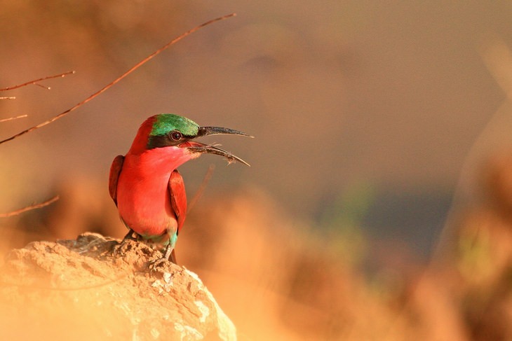 Fotos De Aves abejaruco carmín del sur