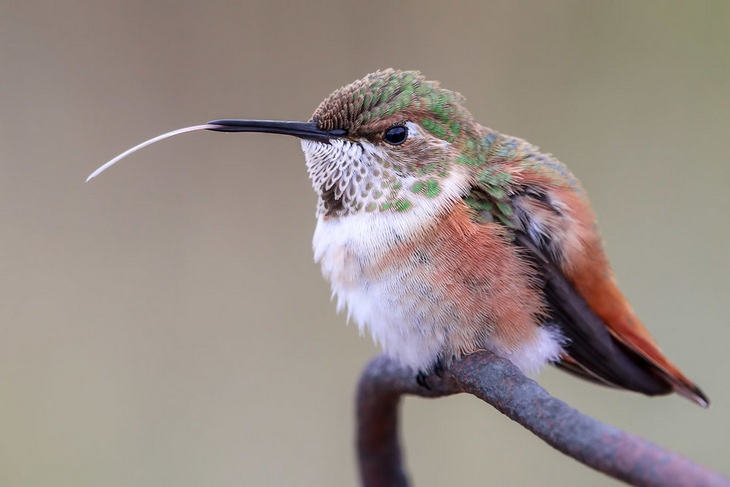 Fotos De Aves Colibrí mostrando su lengua