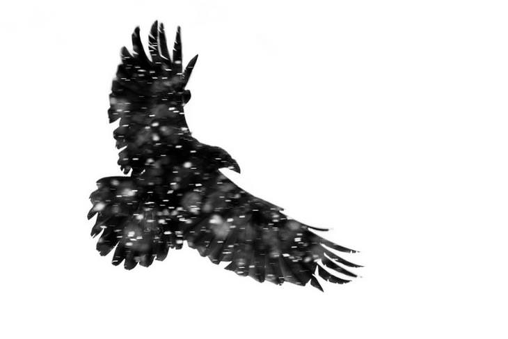 Fotos De Aves Un cuervo volando por la nieve