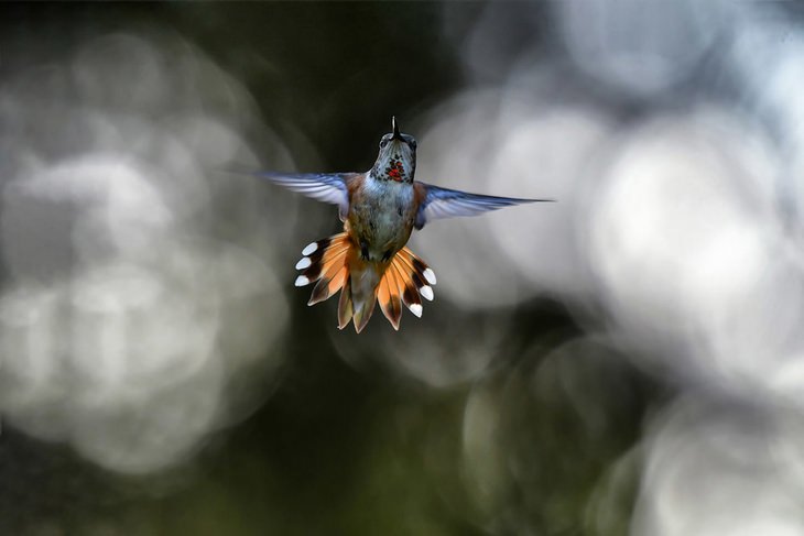 Fotos De Aves colibrí moviendo sus alas
