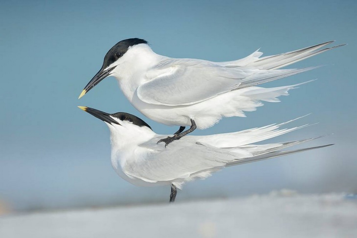 Fotos De Aves un ave cargando a otra