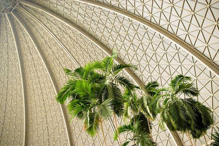 Tropical Islands Resort palmeras gigantes