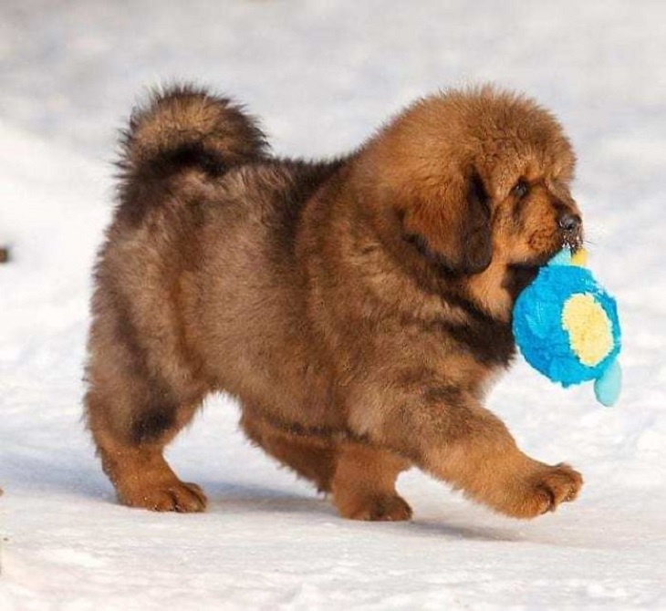 cachorro mastín tibetano con juguete