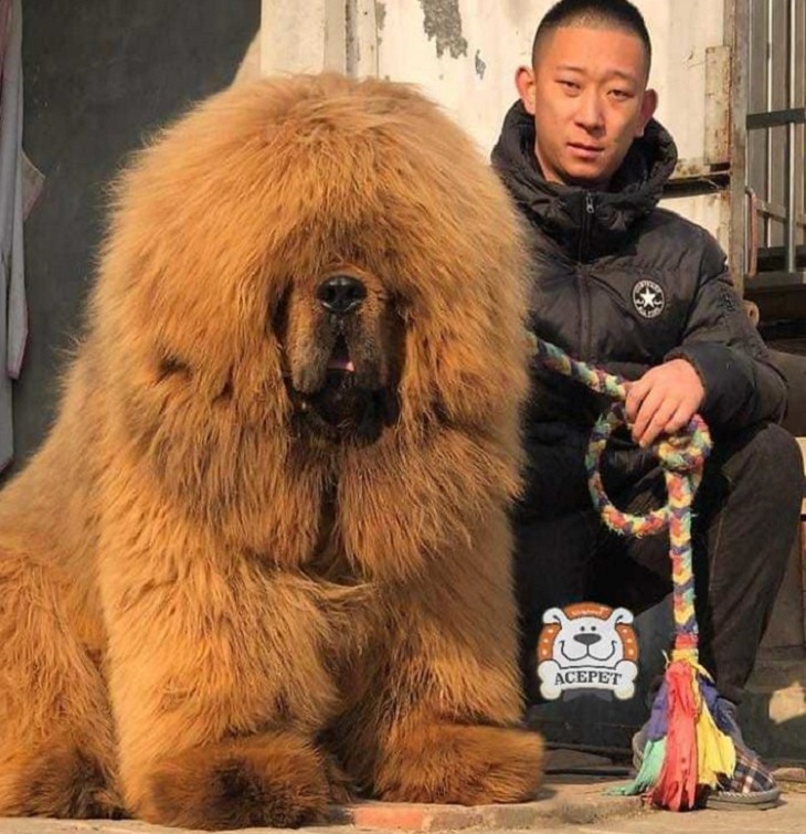 Mastín tibetano posando con dueño