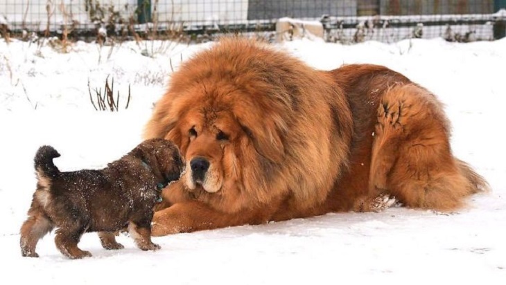 Mastín tibetano y cachorro en la nieve