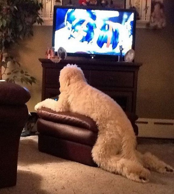 Perros en los muebles perro viendo la televisión