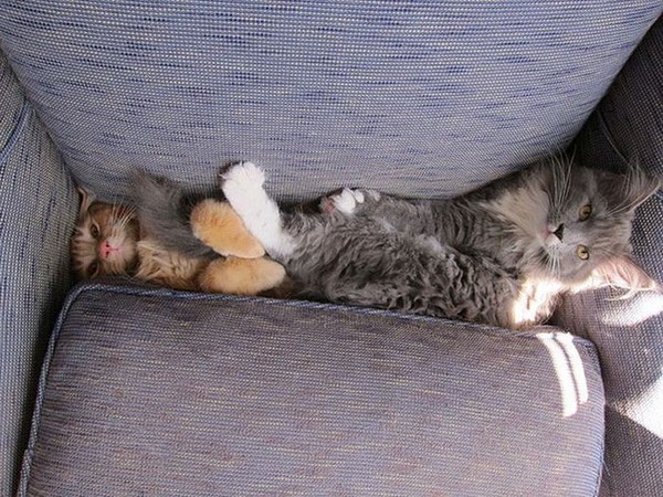dos gatos atorados en medio del sillón
