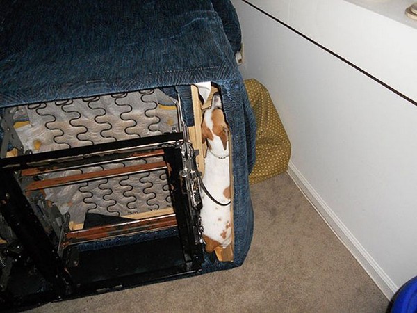 Perros en los muebles perro descansando debajo del sillón