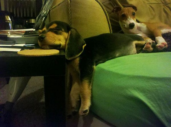 Perros en los muebles cachorro dormido en mesa 