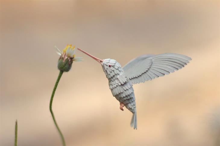 Imágenes Aves De Papel Colibrí garganta de albino