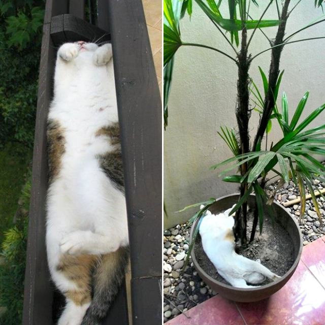 gatos plantas divertido