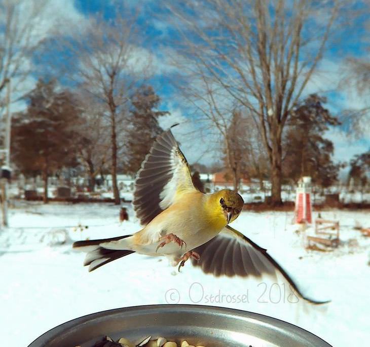Fotos Espectaculares De Aves Capturadas En Fotomatón