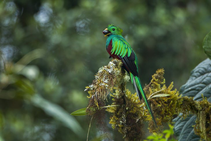 Las Aves Más Hermosas Del Mundo Están En Costa Rica