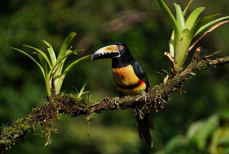 Las Aves Más Hermosas Del Mundo Están En Costa Rica